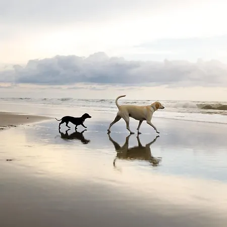 度假居 New England - Part Of The The Bay Village With Pool, Gym And Direct Access, Pub, Restaurant, Tennis And Meadows Walks 法利